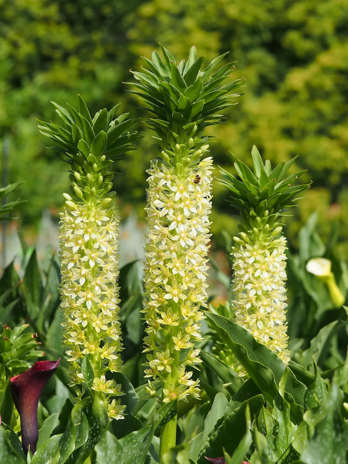 Eucomis pallidiflora