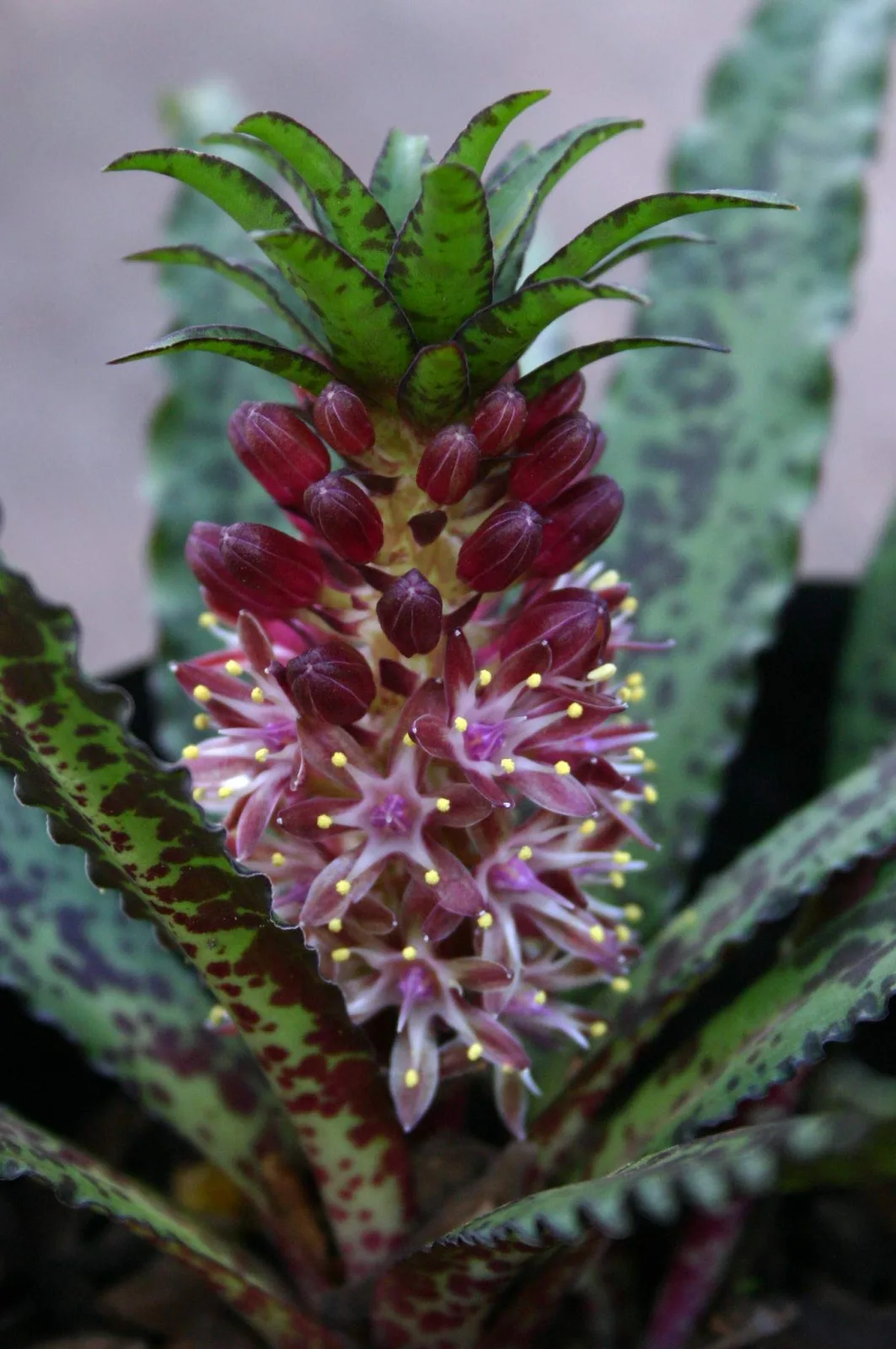 Eucomis vandermerwei