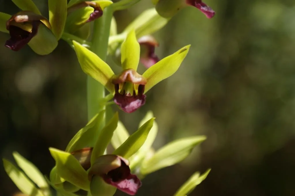 Eulophia alta
