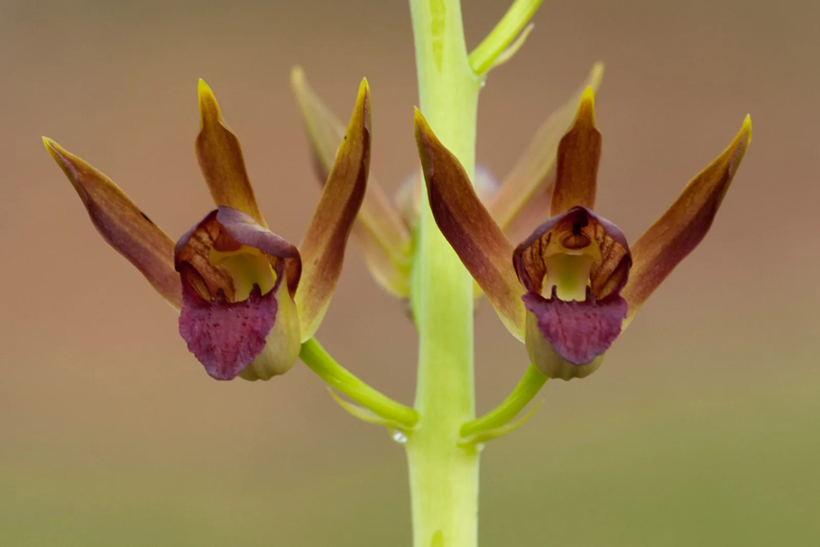 Eulophia alta