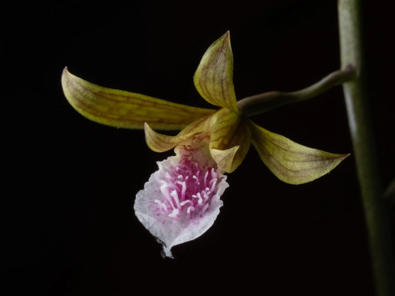 Eulophia graminea
