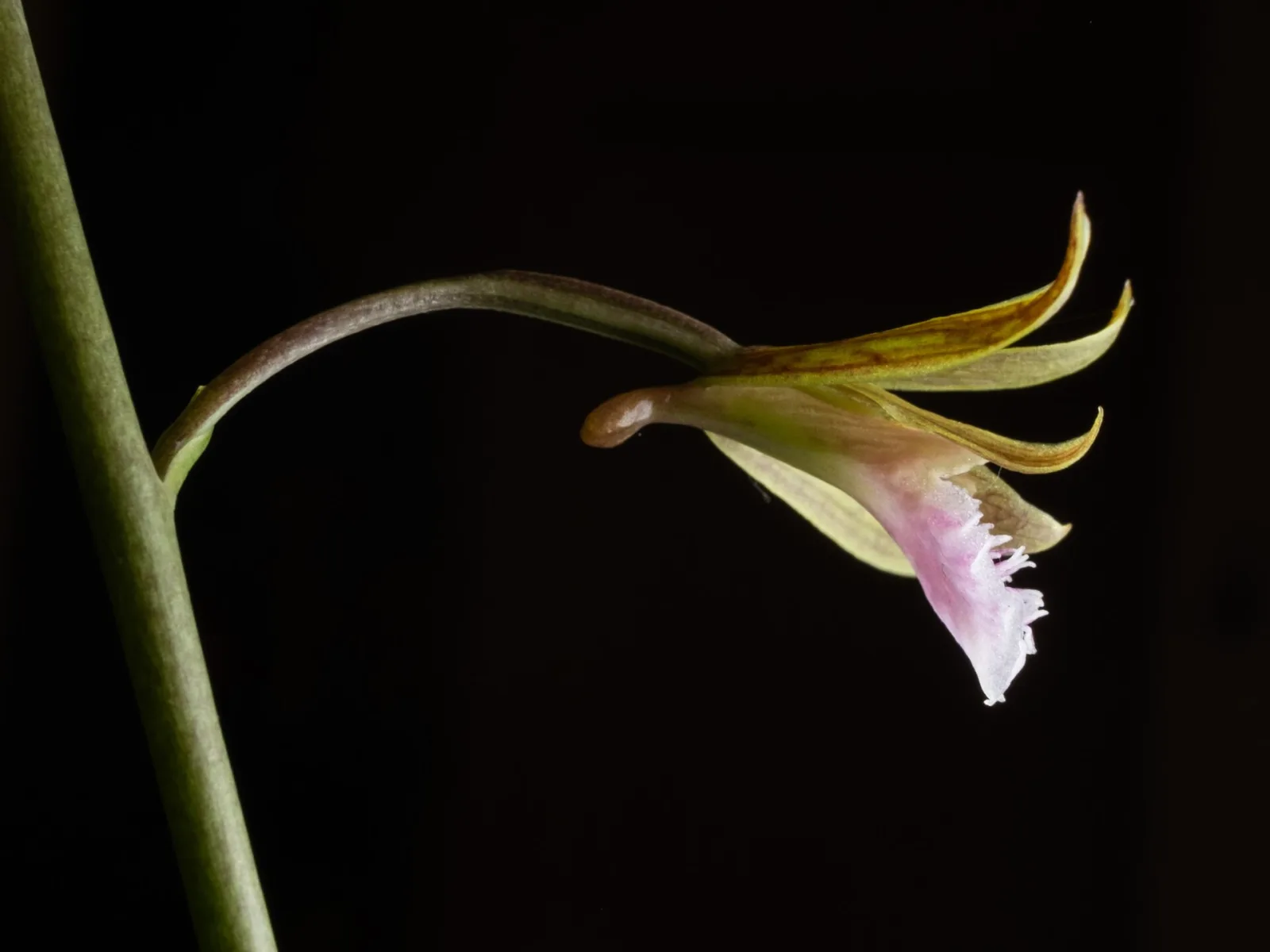 Eulophia graminea