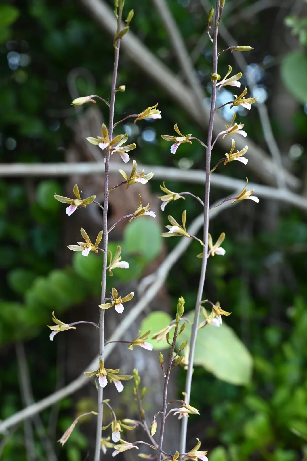 Eulophia graminea