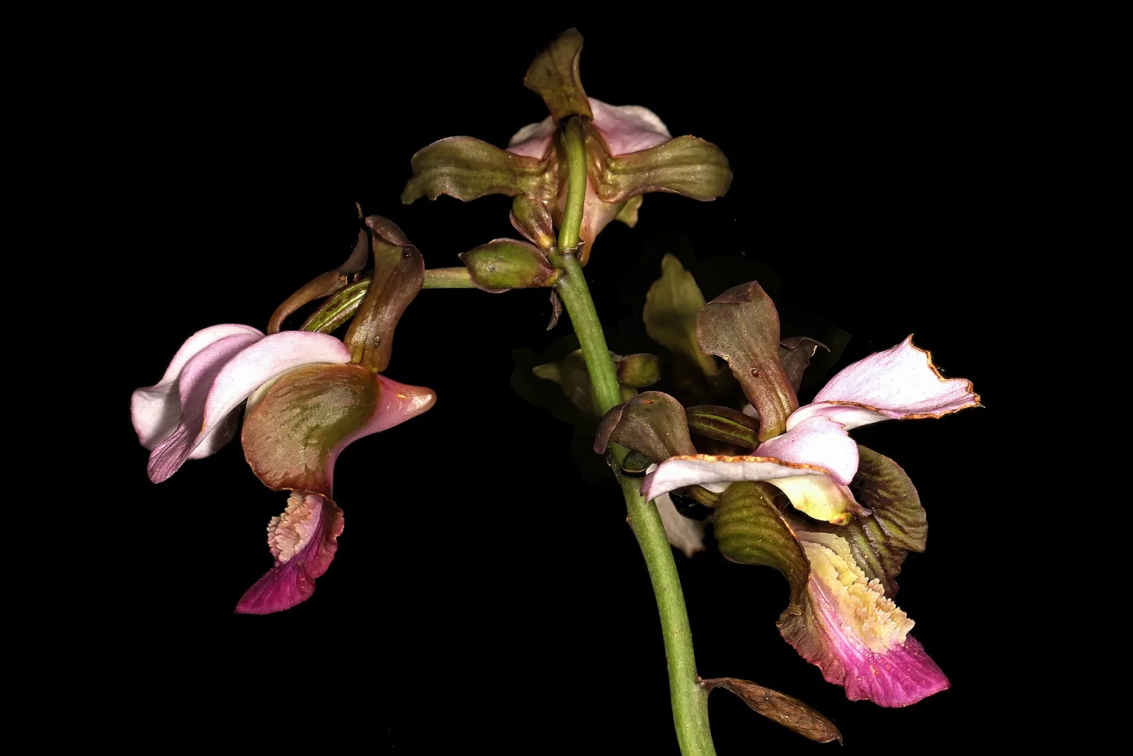 Eulophia horsfallii
