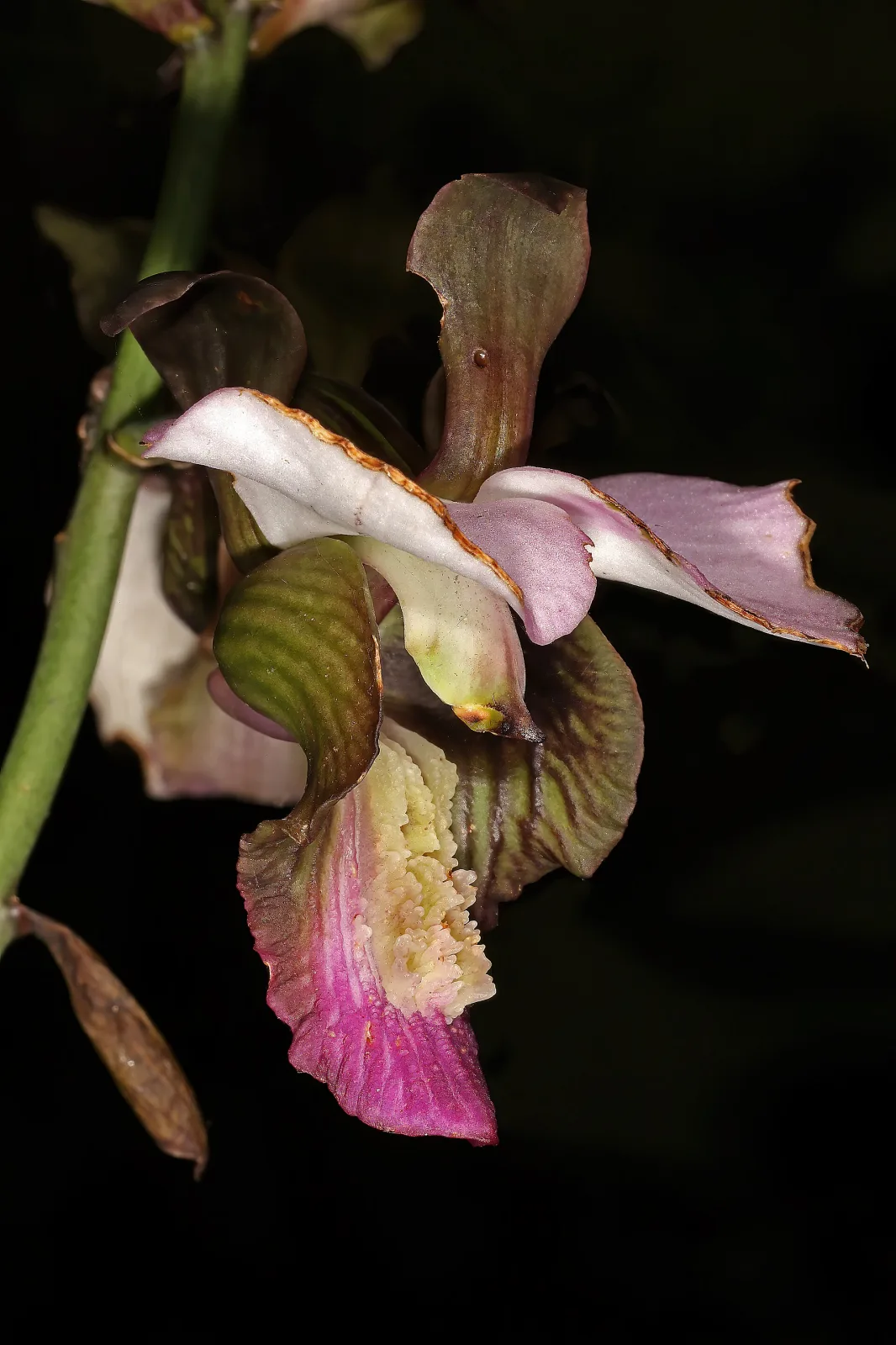 Eulophia horsfallii