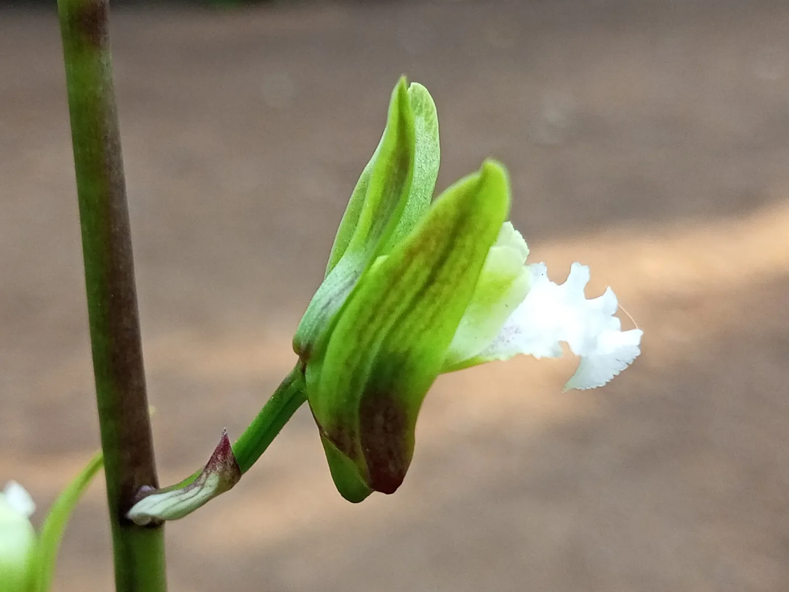 Eulophia spectabilis
