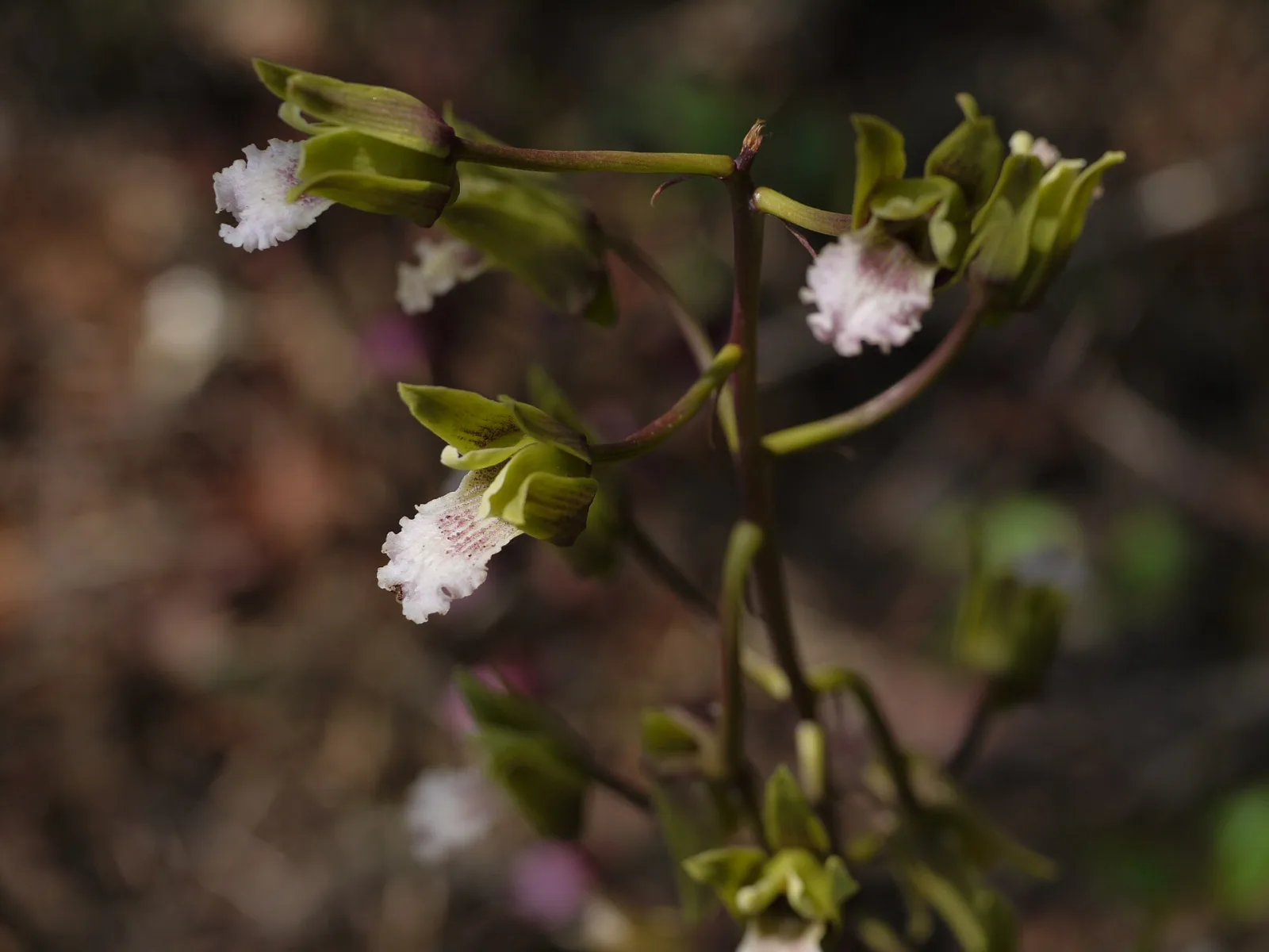 Eulophia spectabilis