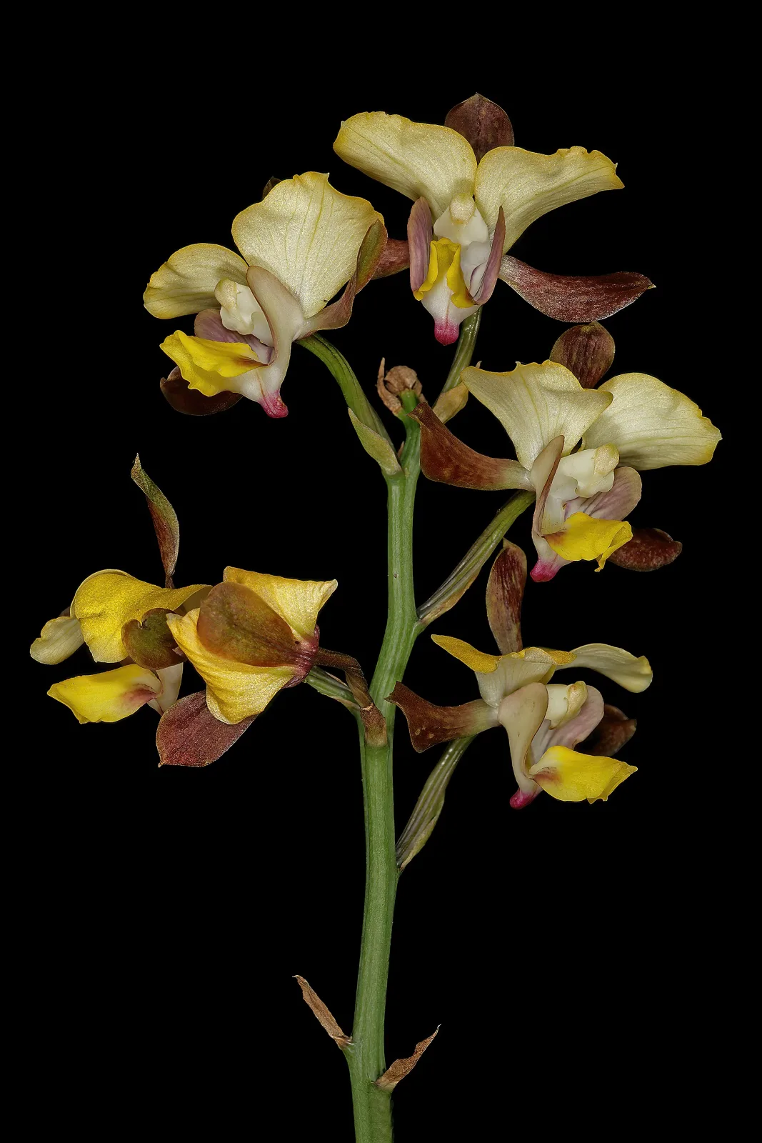 Eulophia streptopetala