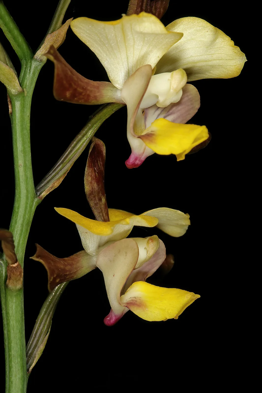 Eulophia streptopetala