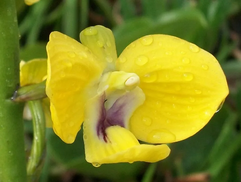 Eulophia speciosa