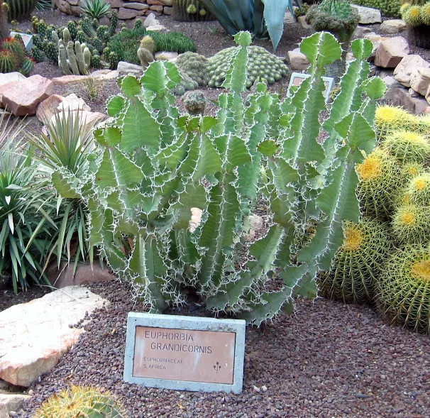 Euphorbia grandicornis