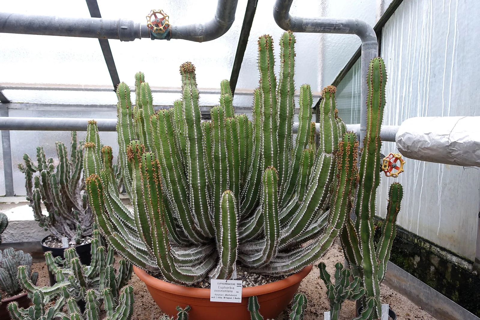 Euphorbia avasmontana