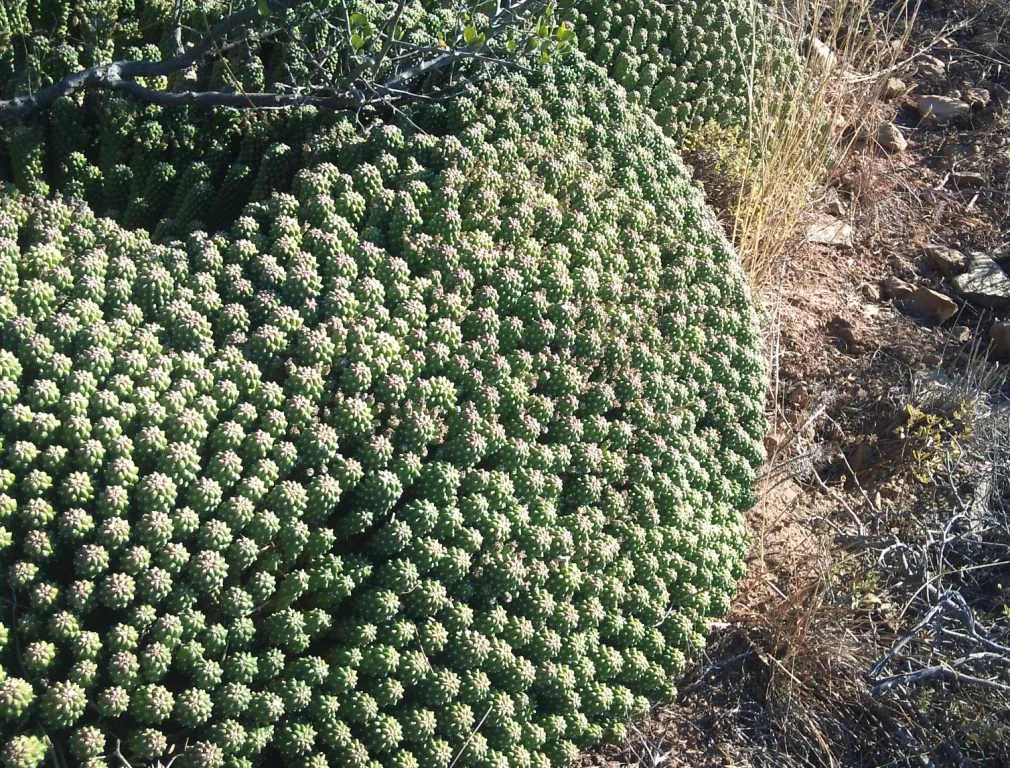 Euphorbia caput medusae