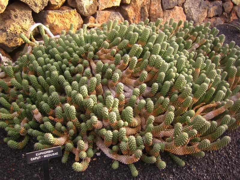 Euphorbia caput medusae