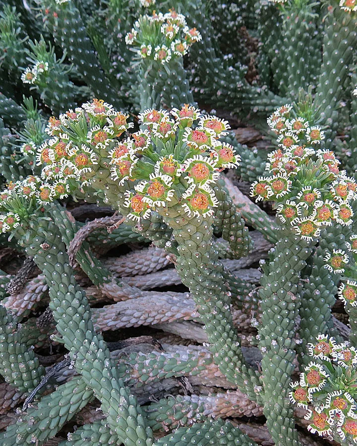 Euphorbia caput medusae