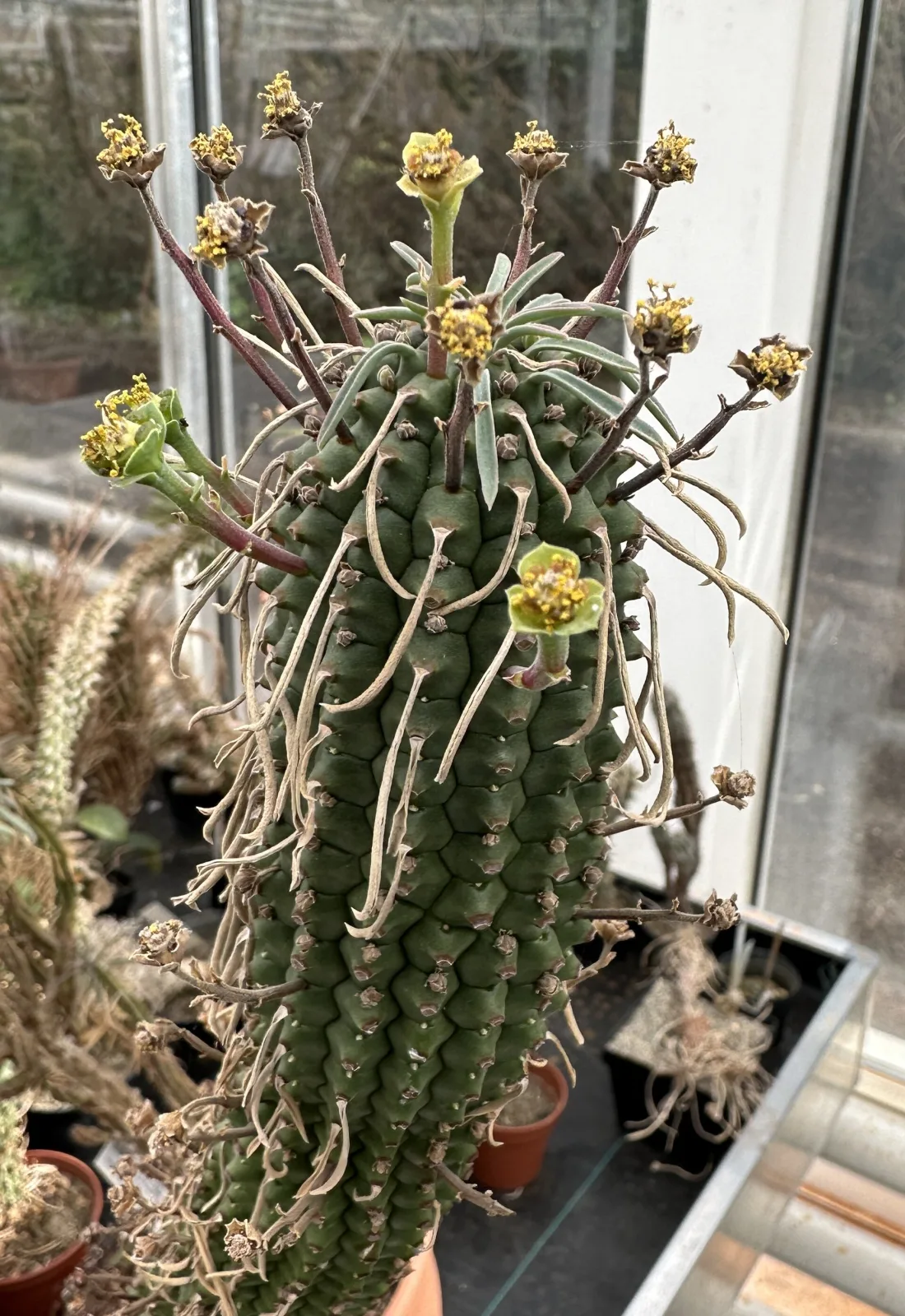 Euphorbia clandestina