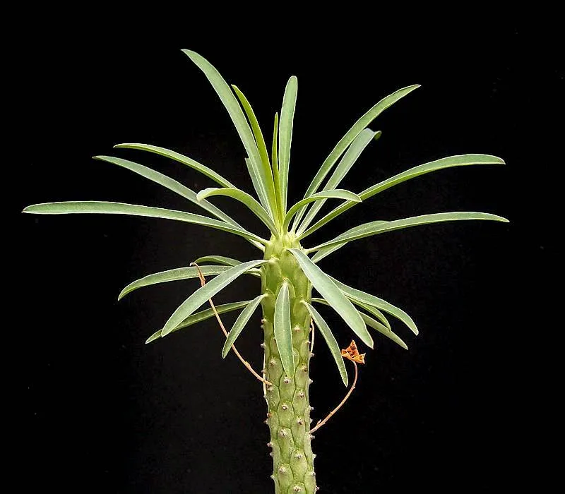 Euphorbia clava