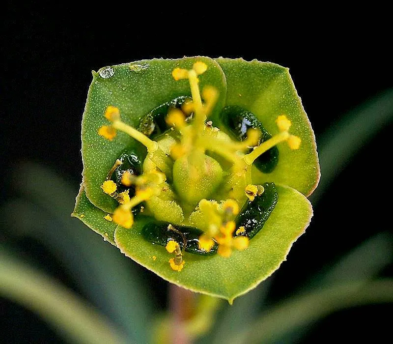 Euphorbia clava