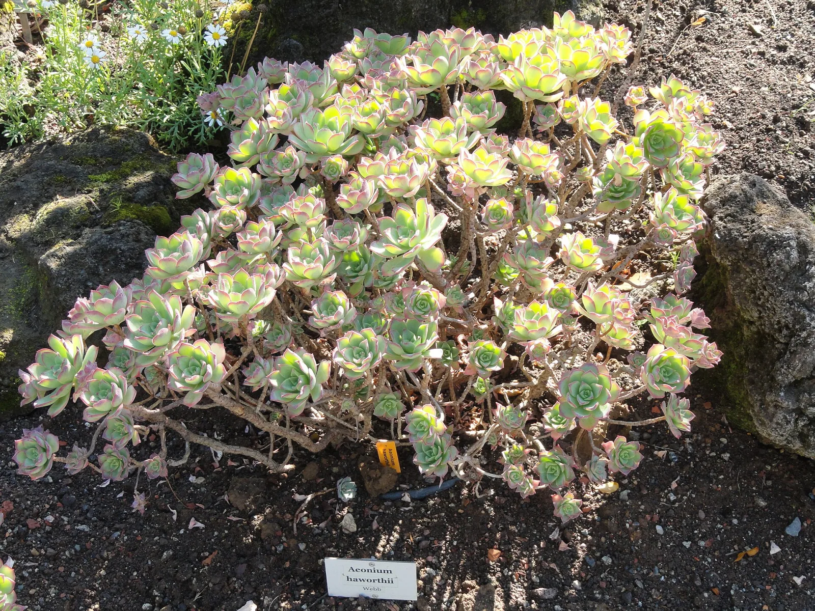 Euphorbia clava