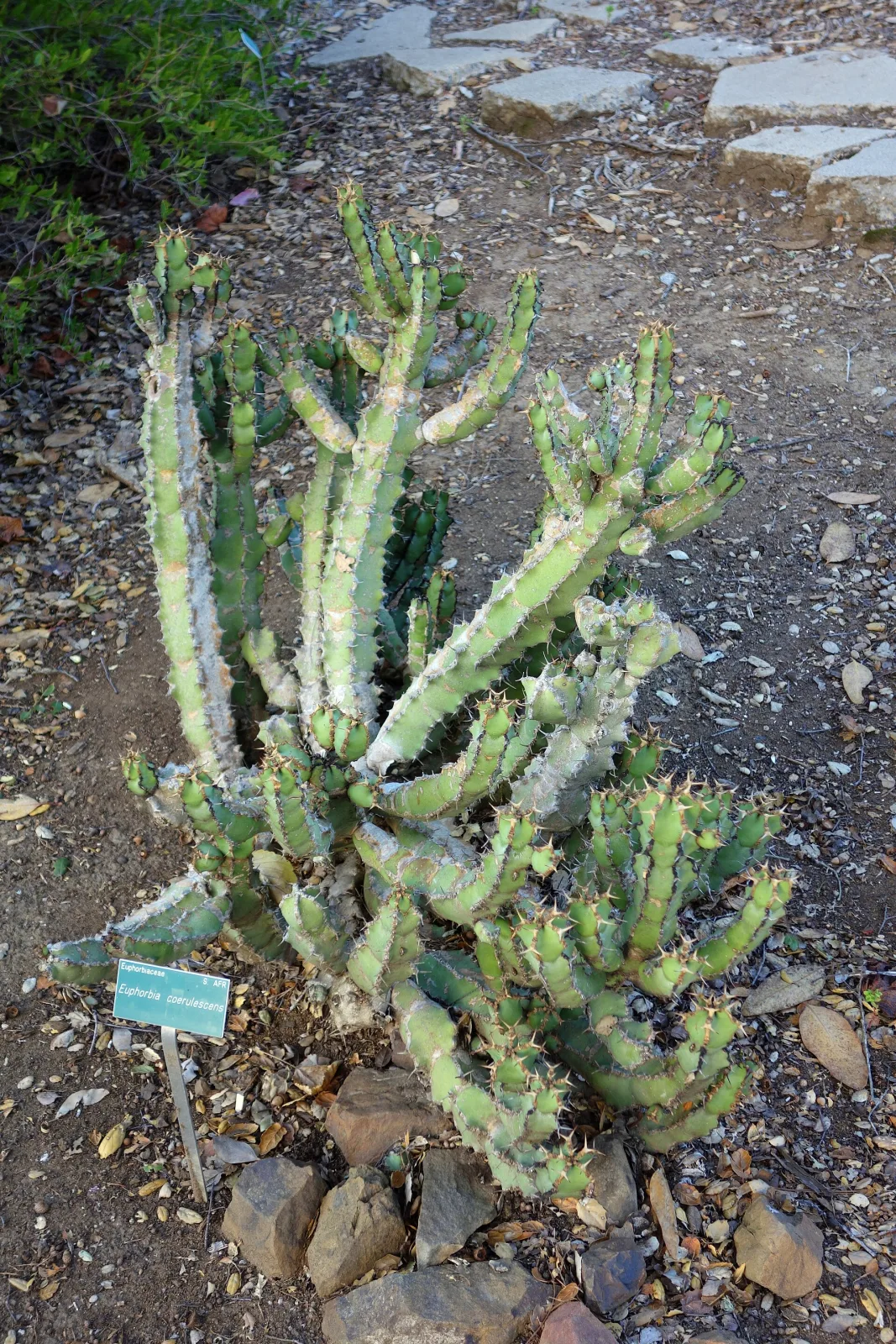 Euphorbia coerulescens