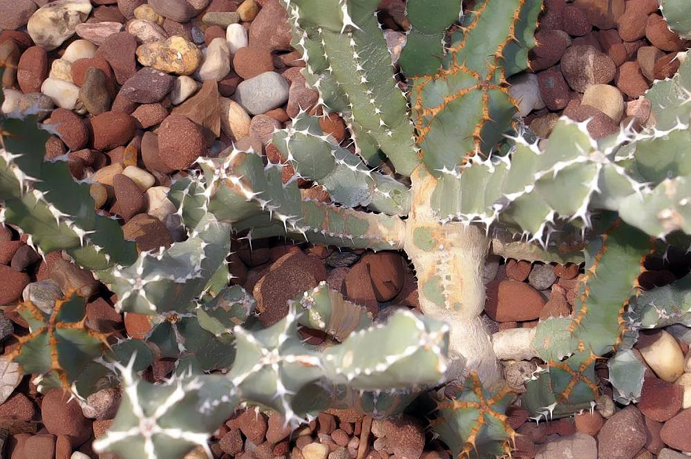 Euphorbia coerulescens