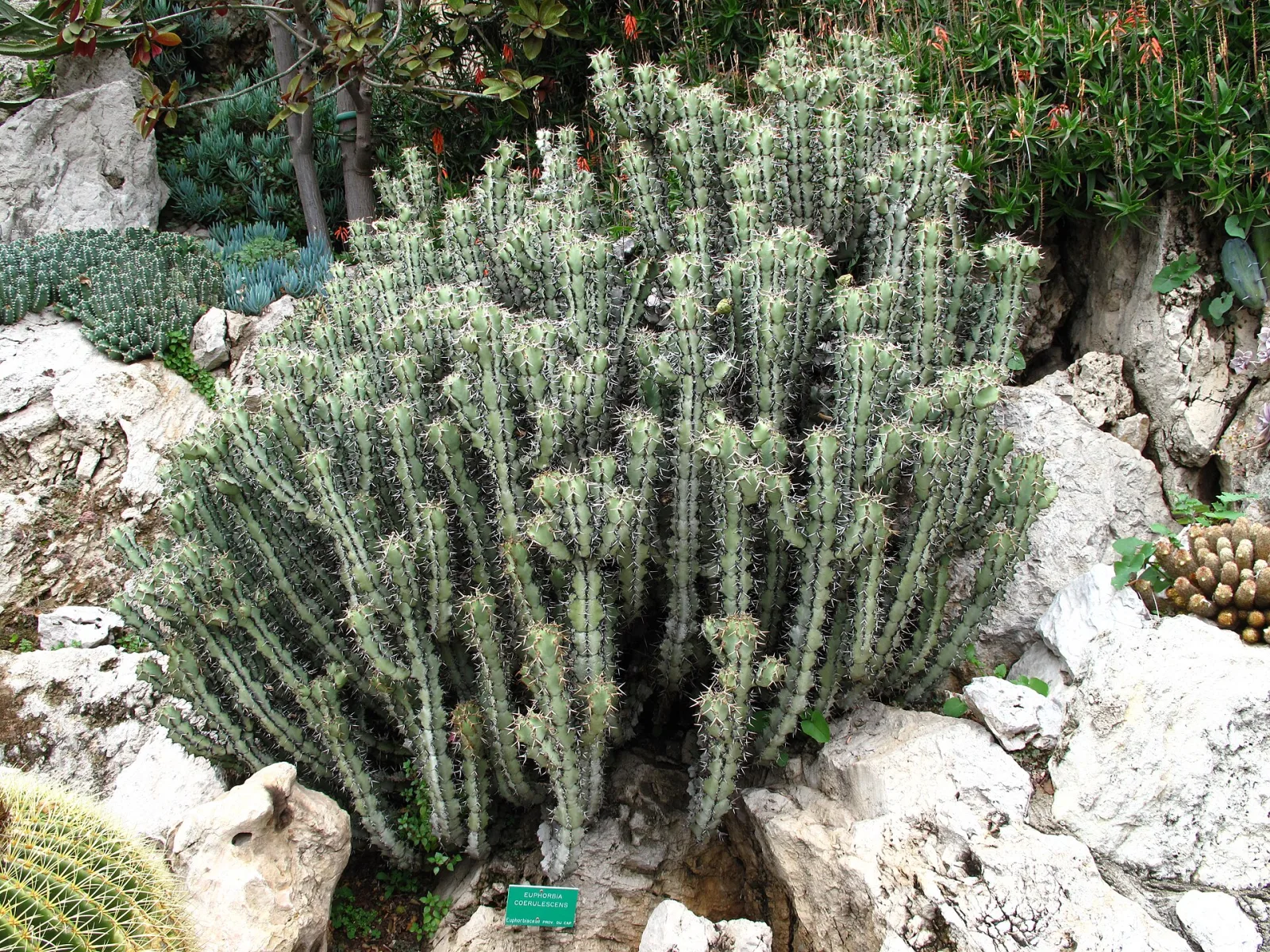 Euphorbia coerulescens
