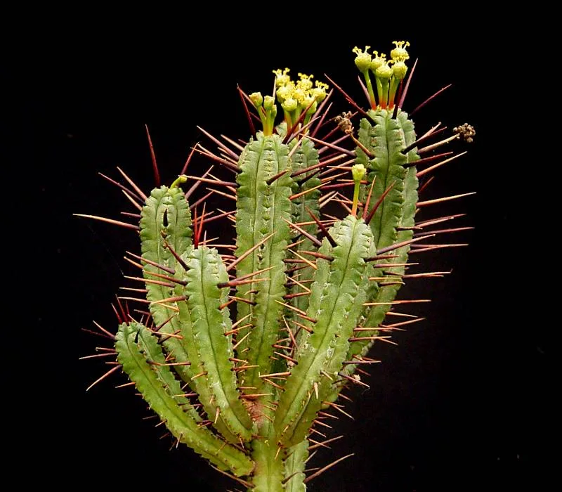 Euphorbia enopla
