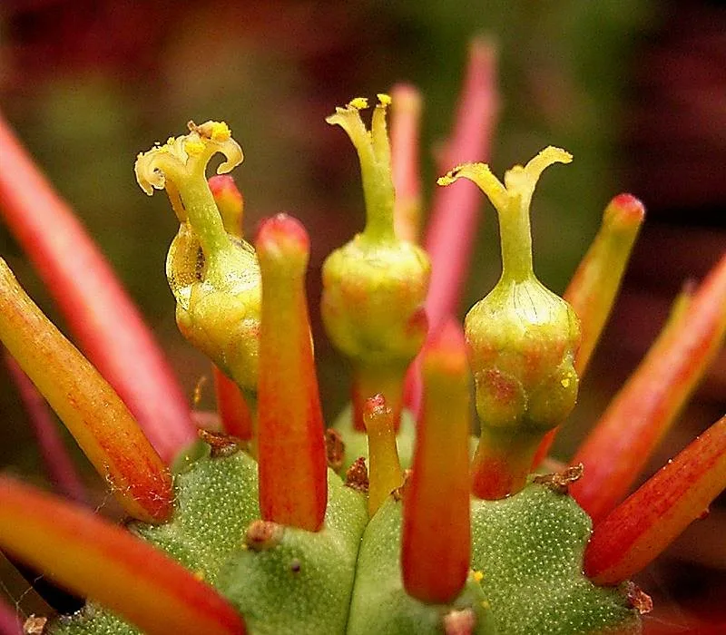 Euphorbia enopla