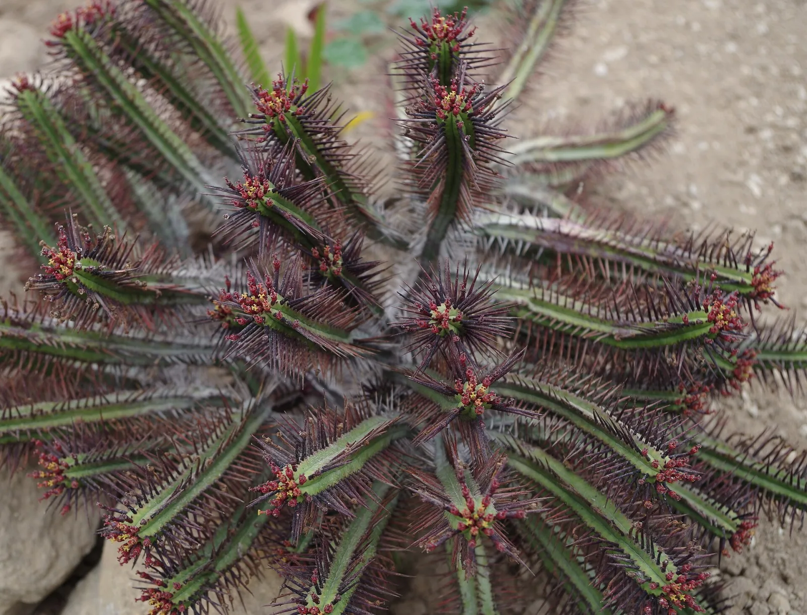 Euphorbia enopla
