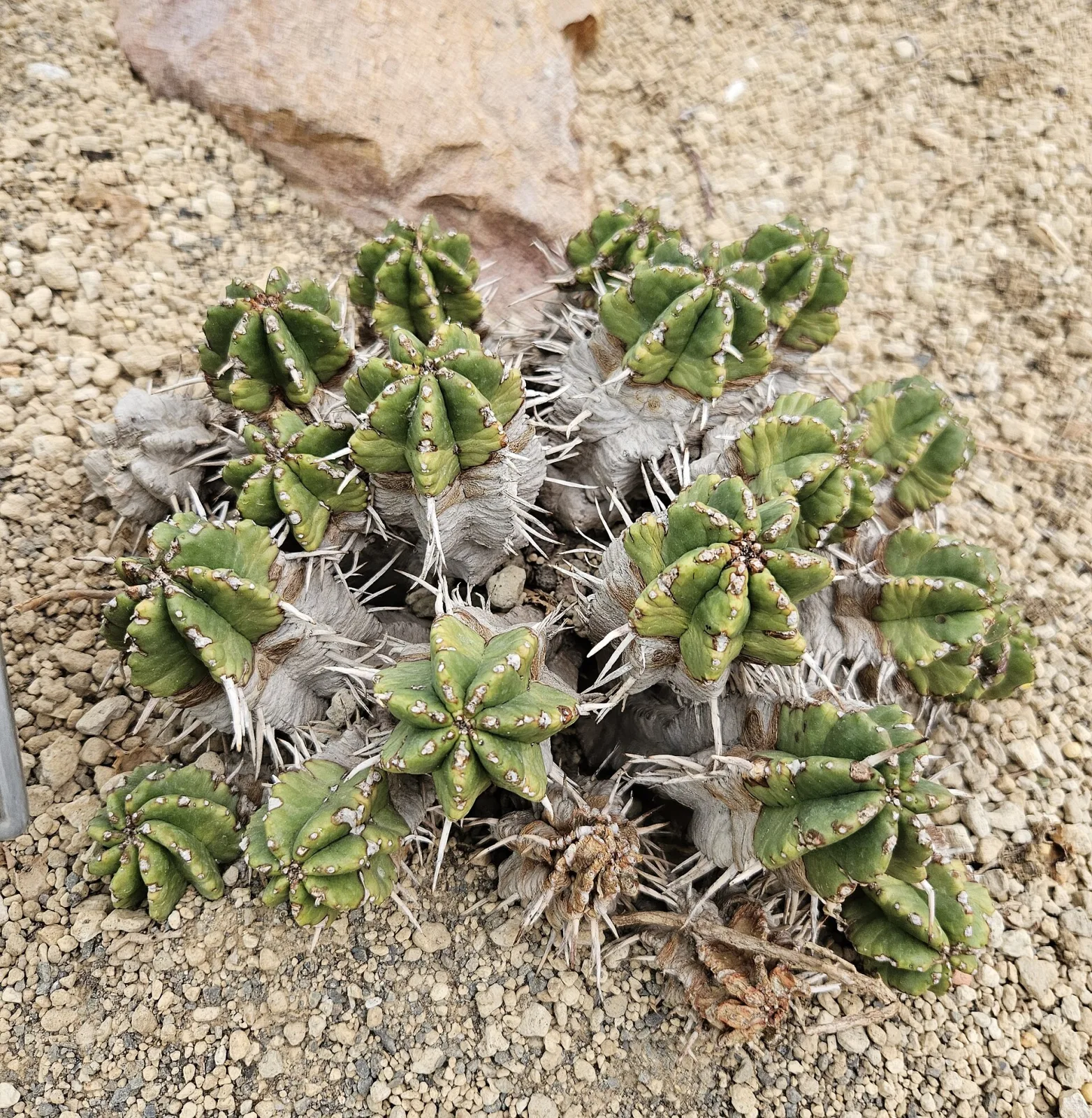 Euphorbia ferox
