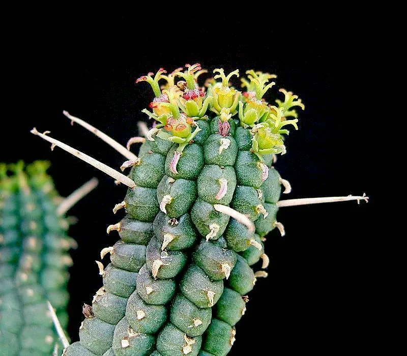 Euphorbia mammillaris