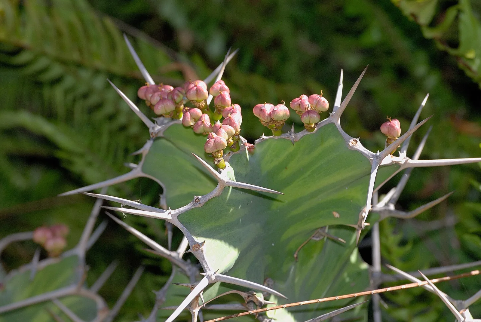 Euphorbia grandicornis