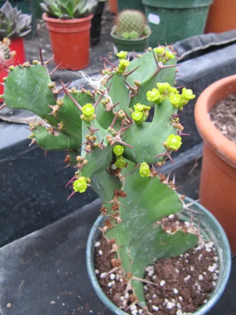 Euphorbia grandicornis
