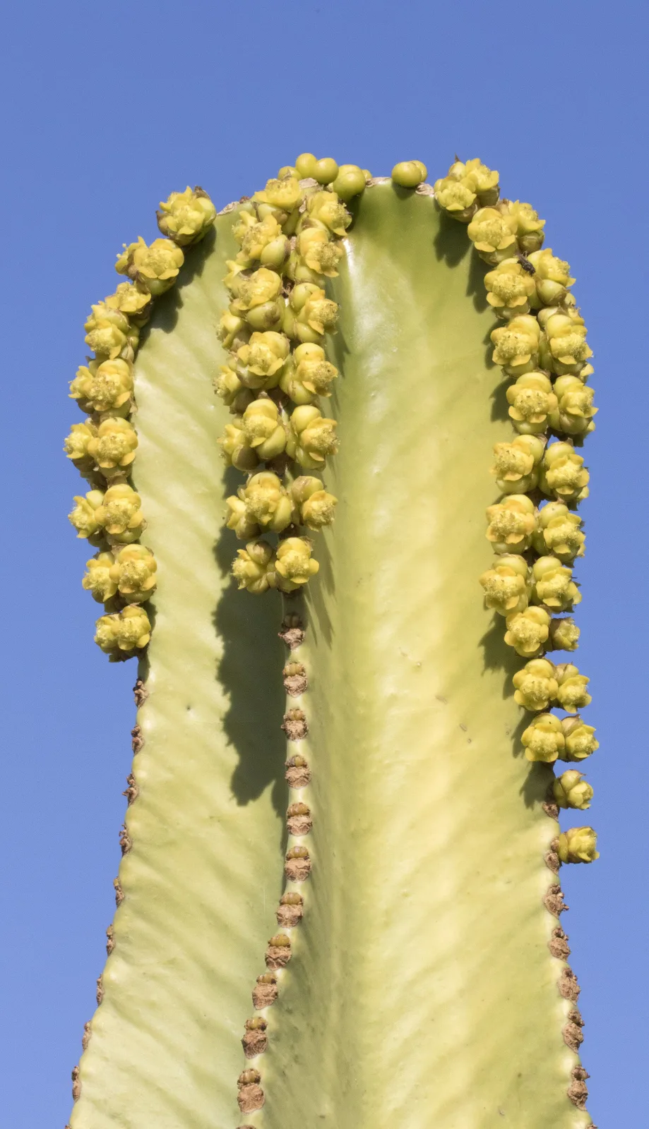 Euphorbia ingens