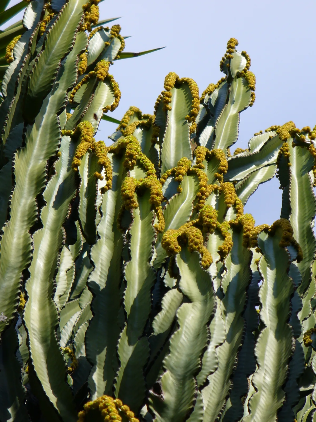 Euphorbia ingens