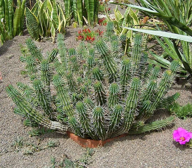 Euphorbia mammillaris