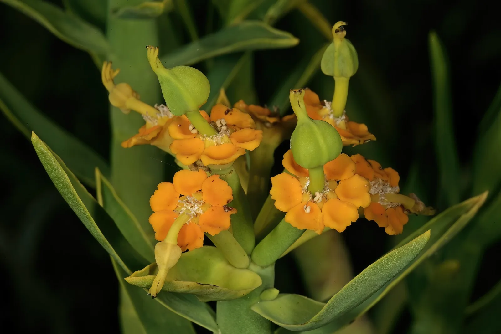 Euphorbia mauritanica
