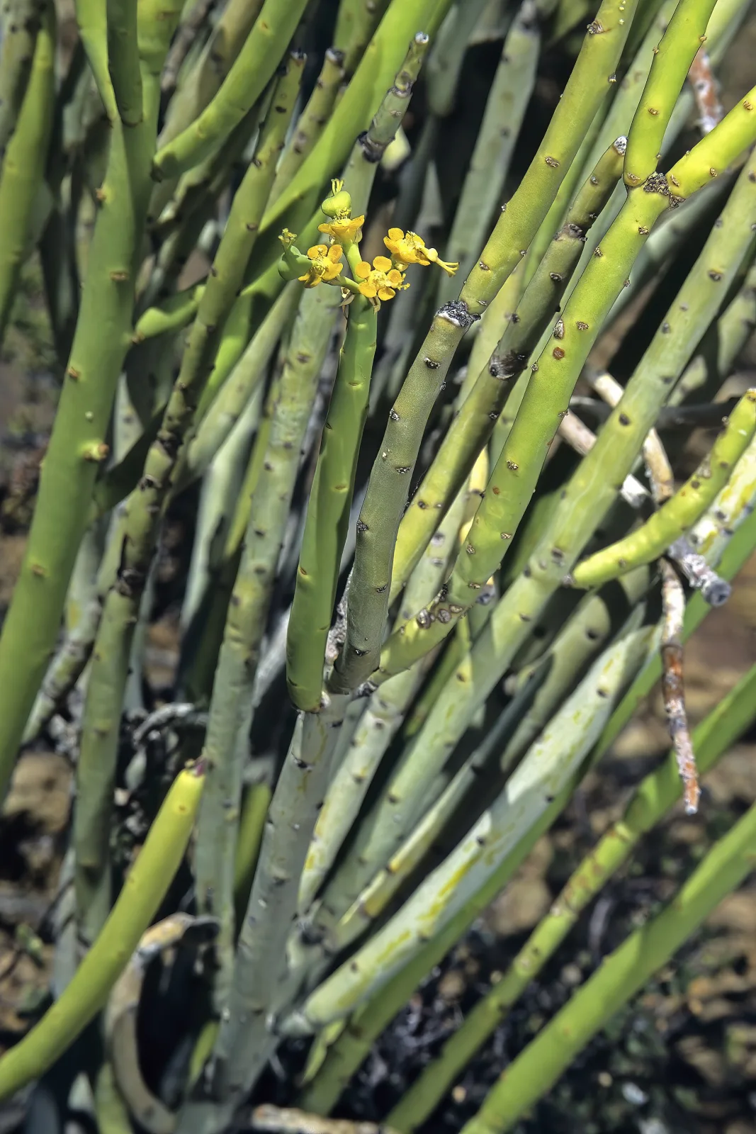 Euphorbia mauritanica