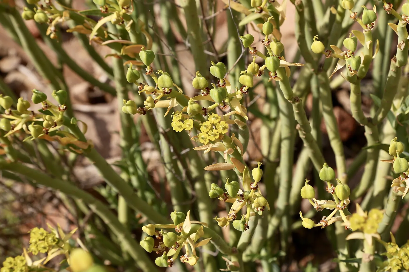 Euphorbia mauritanica