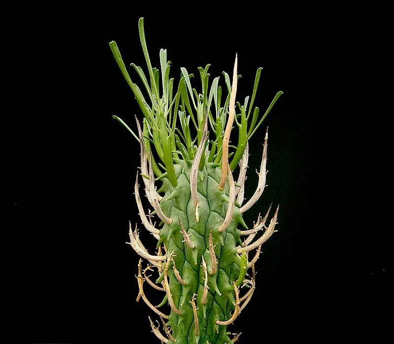 Euphorbia schoenlandii