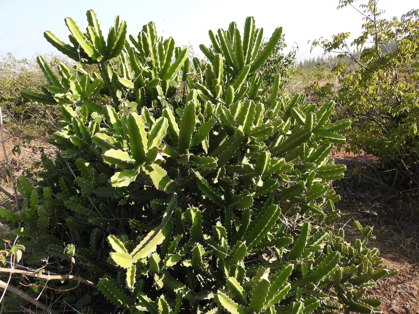 Euphorbia tetragona