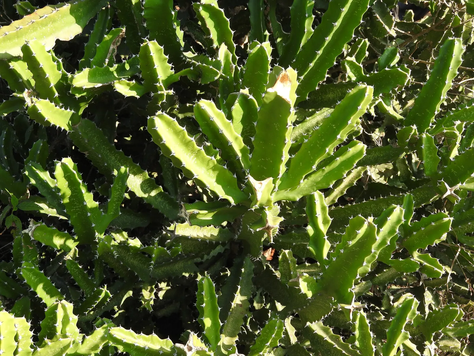 Euphorbia tetragona