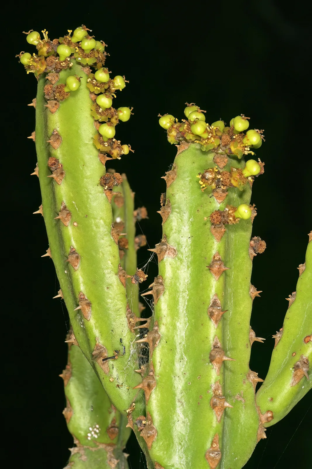 Euphorbia tetragona