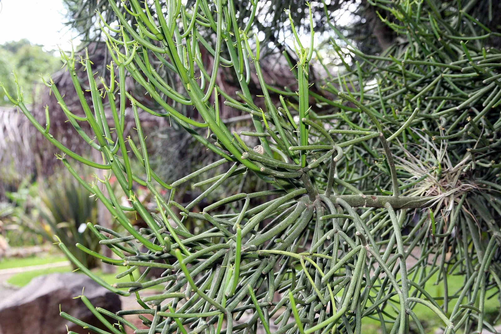 Euphorbia tirucalli