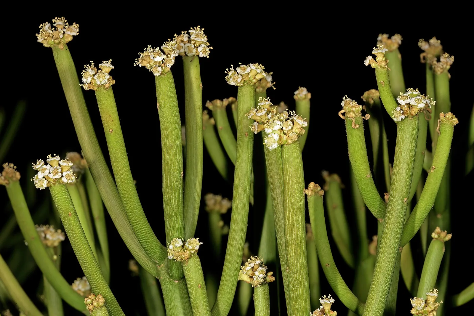 Euphorbia tirucalli