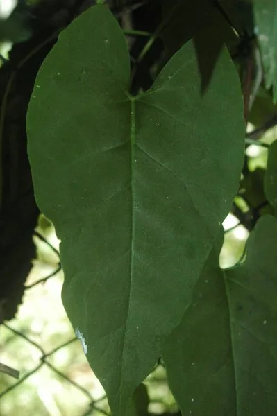 Fallopia multiflora