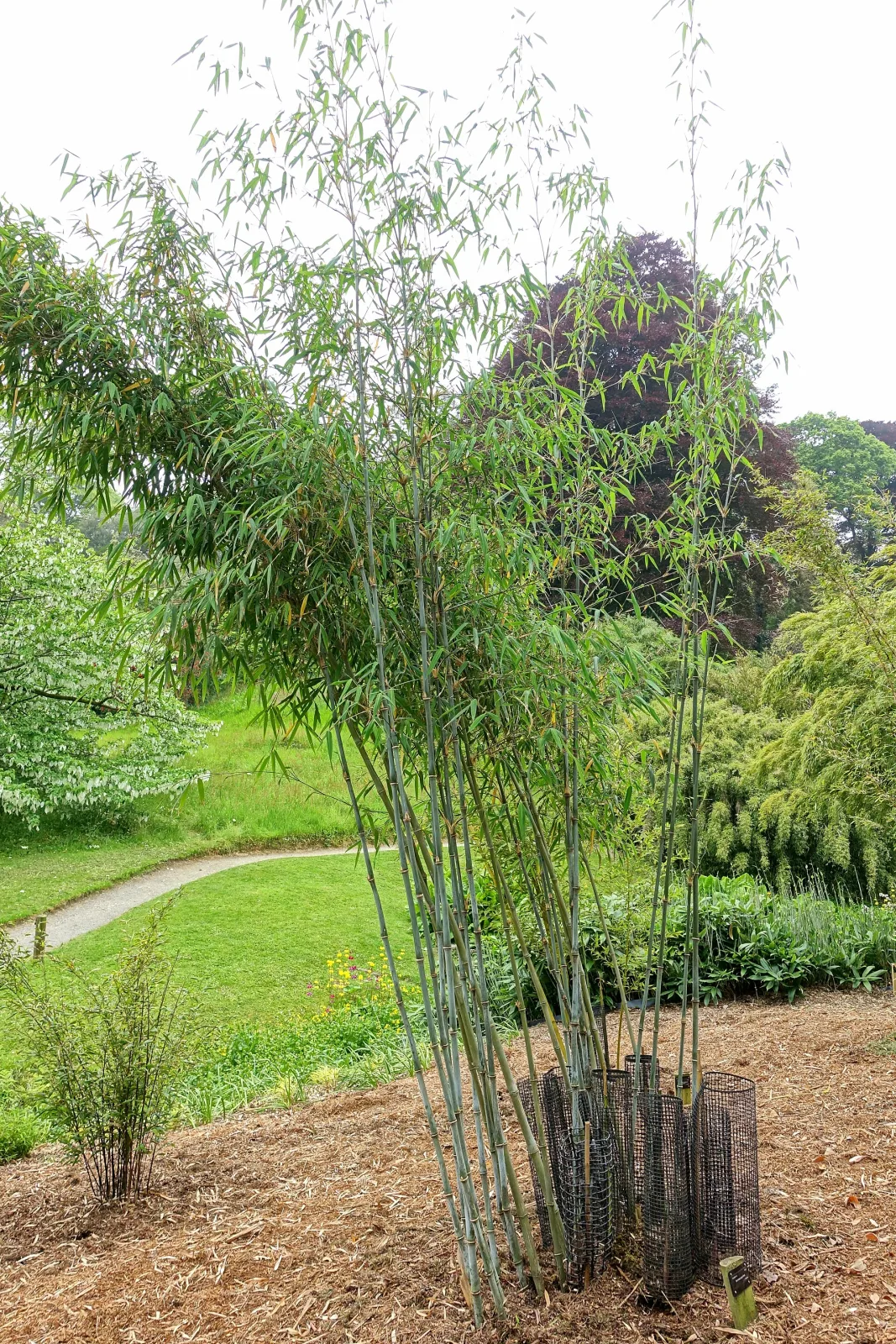Fargesia papyrifera