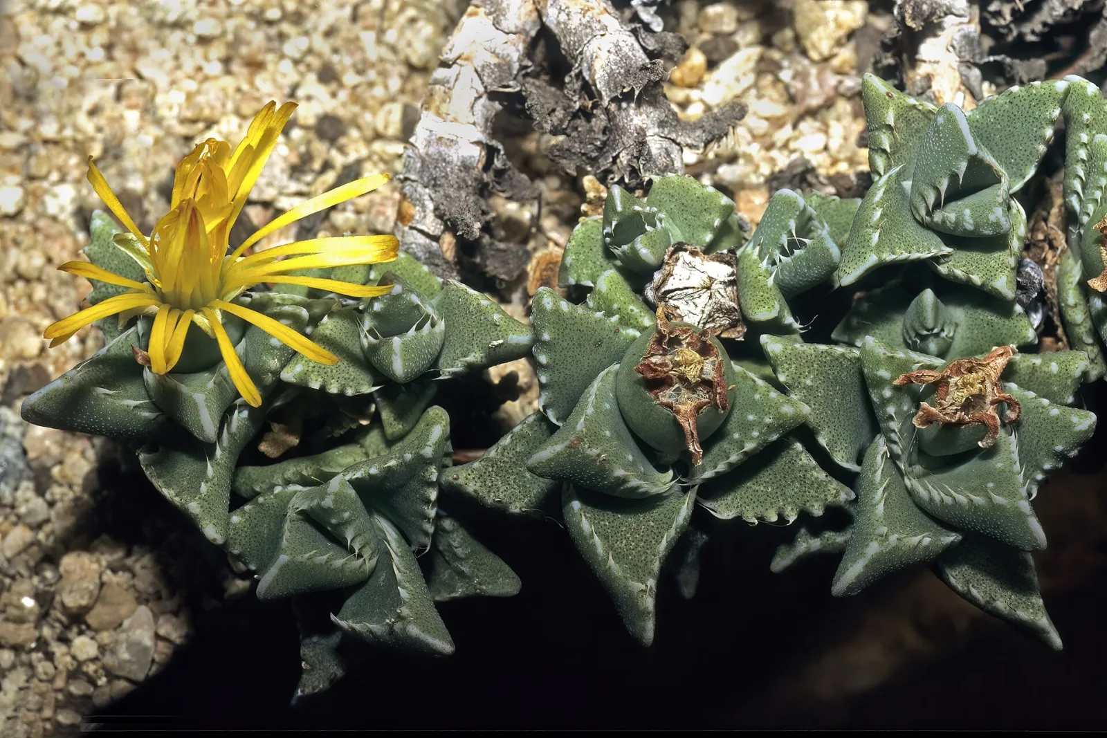 Faucaria britteniae