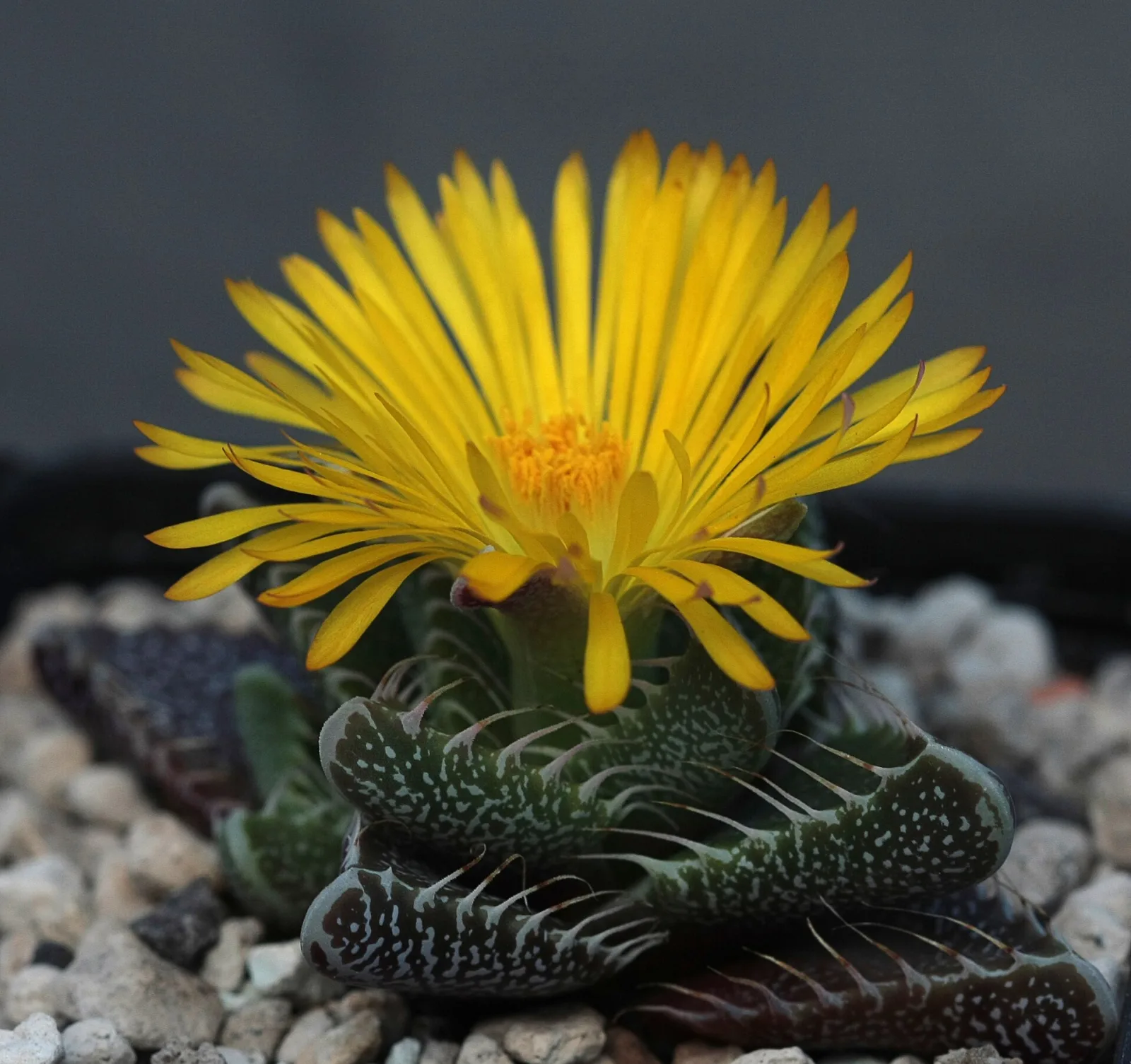 Faucaria felina