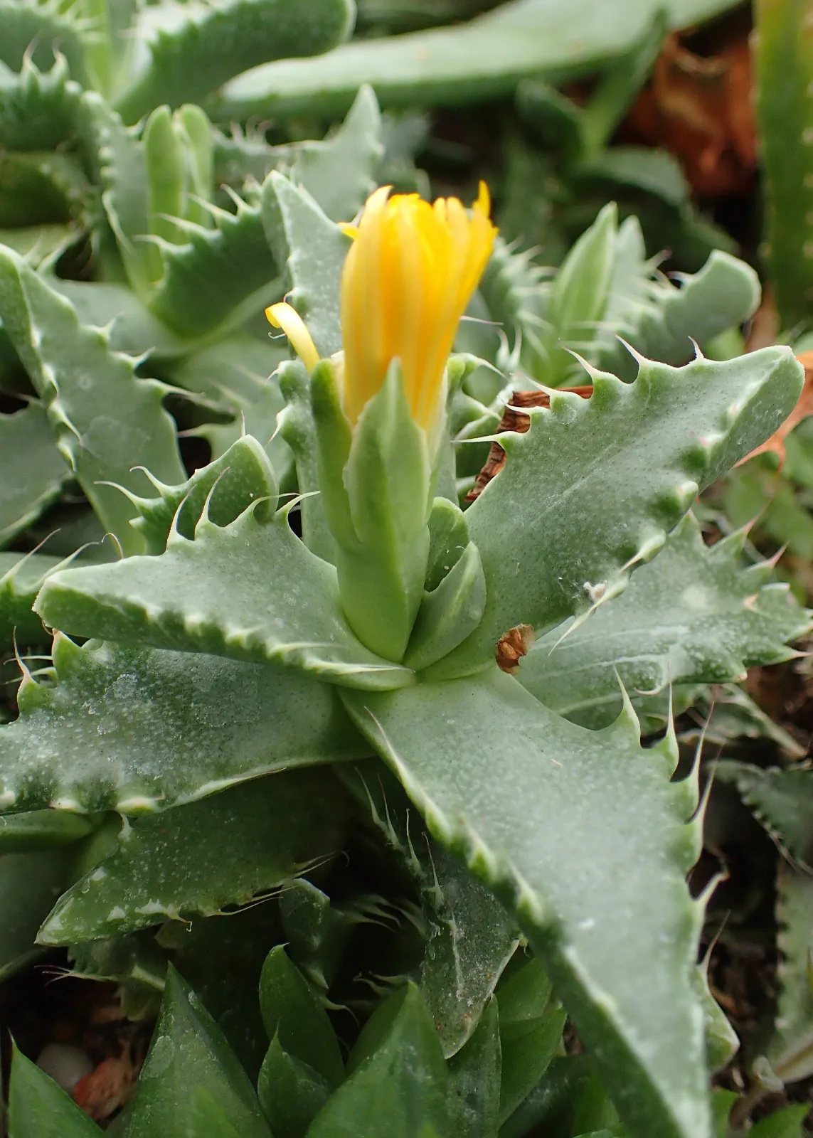Faucaria felina